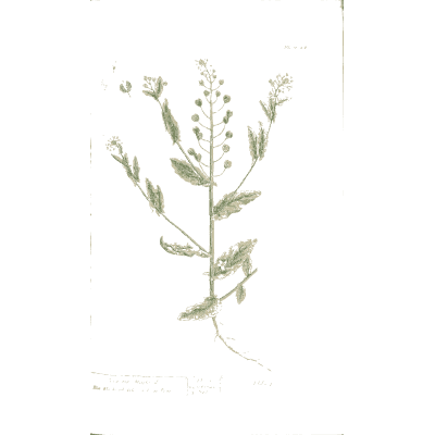 Small-podded herb - A Curious Herbal - 1737