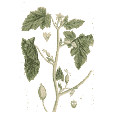 Hollyhock like herb with fruit - A Curious Herbal - 1737