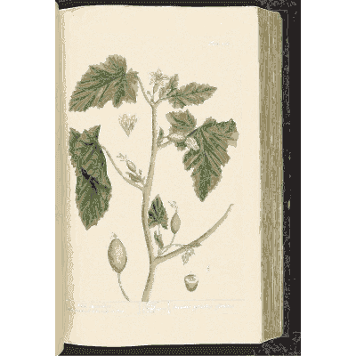 Wild cucumber - A Curious Herbal - 1737