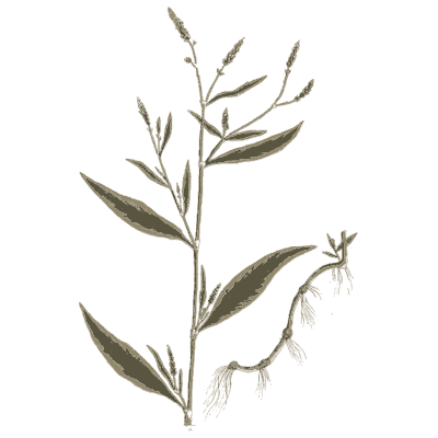 Knotweed with root - A Curious Herbal - 1737