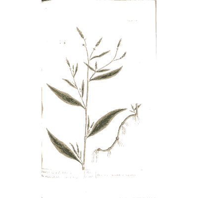 Narrow-leaved herb with pink spikes - A Curious Herbal - 1737