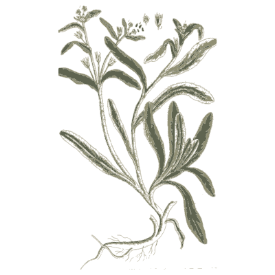 Narrow-leaved herb 01 - A Curious Herbal - 1737