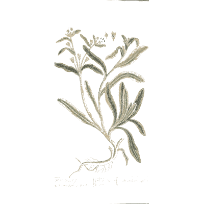 Silvery narrow-leaved herb with root 02 - A Curious Herbal - 1737