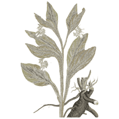 Comfrey with root 03 - A Curious Herbal - 1737