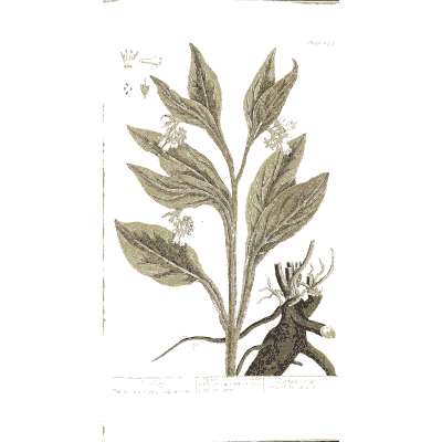 Comfrey with root 02 - A Curious Herbal - 1737