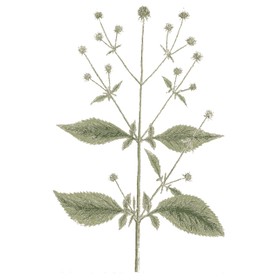 Branching herb with small flower heads - A Curious Herbal - 1737