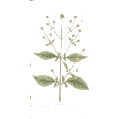 Star-flowered herb - A Curious Herbal - 1737