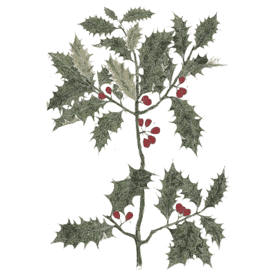 Holly with berries - A Curious Herbal - 1737