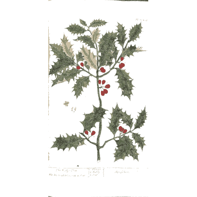 Holly branch with berries - A Curious Herbal - 1737