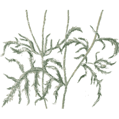 Spiny-stemmed herb - A Curious Herbal - 1737