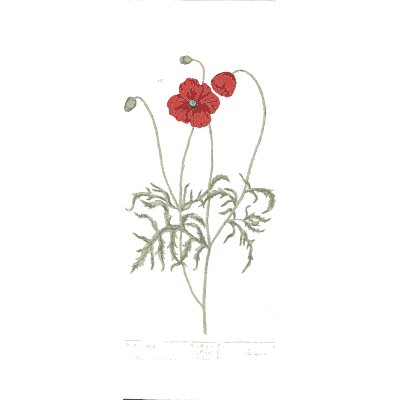 Corn poppy 02 - A Curious Herbal - 1737