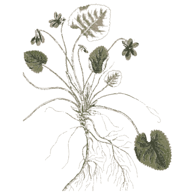 Sweet violet 03 - A Curious Herbal - 1737