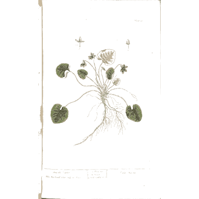 Sweet violet 02 - A Curious Herbal - 1737