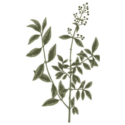 Leafy herb with berry spike - A Curious Herbal - 1737