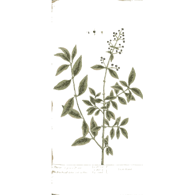 Privet branch with berries - A Curious Herbal - 1737