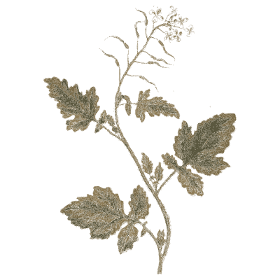 Lobed-leaf herb with small flowers - A Curious Herbal - 1737