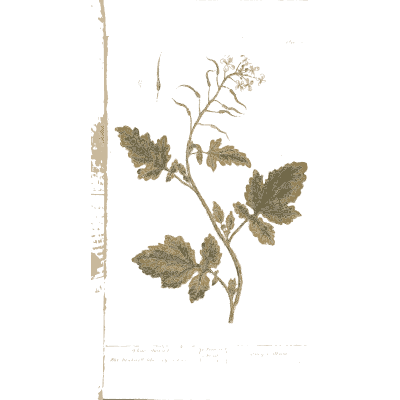 White-flowered herb with lobed leaves 02 - A Curious Herbal - 1737