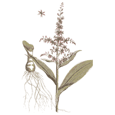 Bulb plant with pink flower spike - A Curious Herbal - 1737