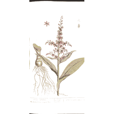 White hellebore - A Curious Herbal - 1737