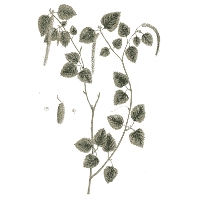 Hops - A Curious Herbal - 1737