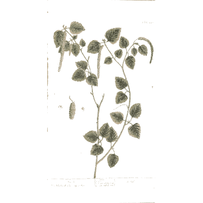 Birch branch with catkins 02 - A Curious Herbal - 1737