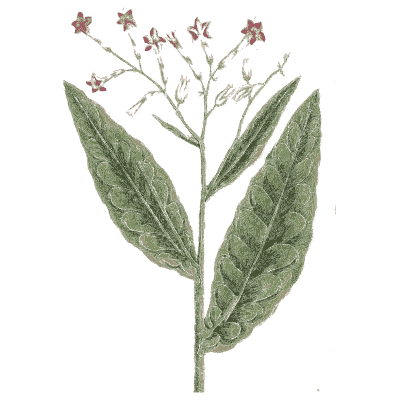 Tobacco plant - A Curious Herbal - 1737