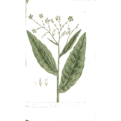 Tobacco - A Curious Herbal - 1737