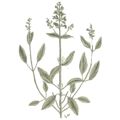 Herb with flower spikes - A Curious Herbal - 1737