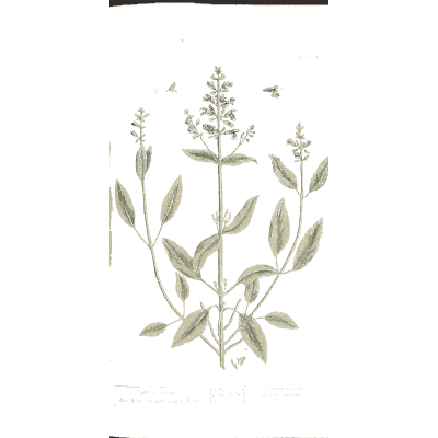 Paired-leaved herb with flower spikes 01 - A Curious Herbal - 1737