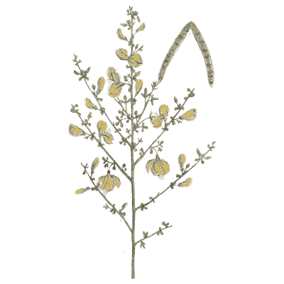 Broom in flower - A Curious Herbal - 1737