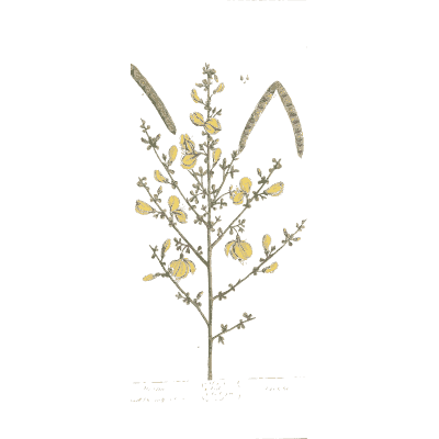 Broom 02 - A Curious Herbal - 1737
