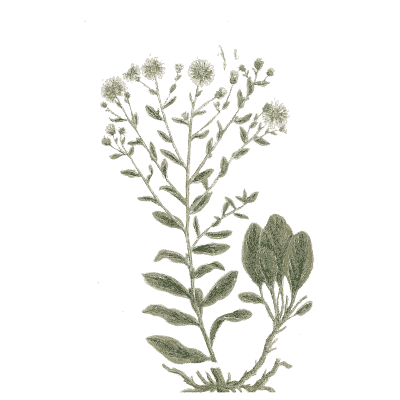 Daisy-flowered herb - A Curious Herbal - 1737