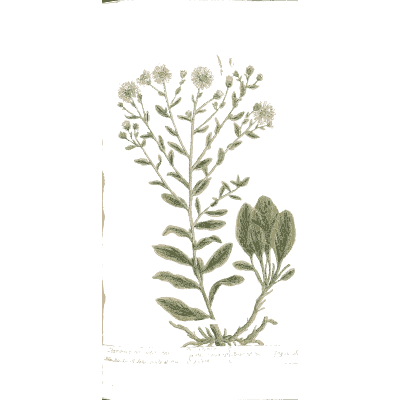 White-flowered herb spray - A Curious Herbal - 1737