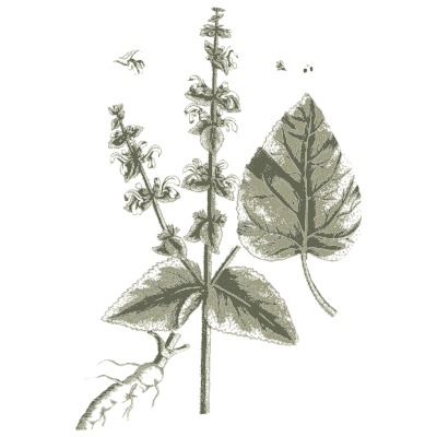 Clary sage - A Curious Herbal - 1737