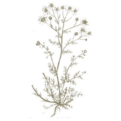 Chamomile - A Curious Herbal - 1737