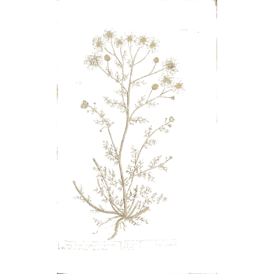 Fine-leaved umbel herb 02 - A Curious Herbal - 1737