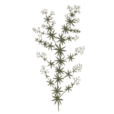 Cleavers in flower - A Curious Herbal - 1737
