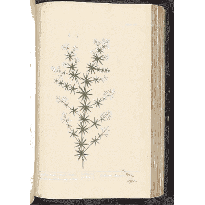 Bedstraw - A Curious Herbal - 1737