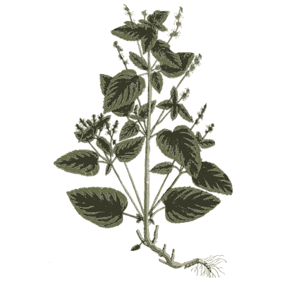 Stinging nettle - A Curious Herbal - 1737