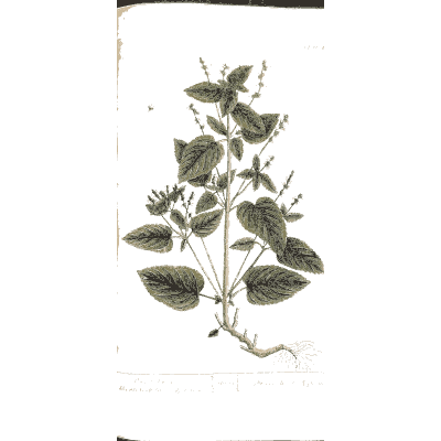 Toothed-leaved herb spike - A Curious Herbal - 1737