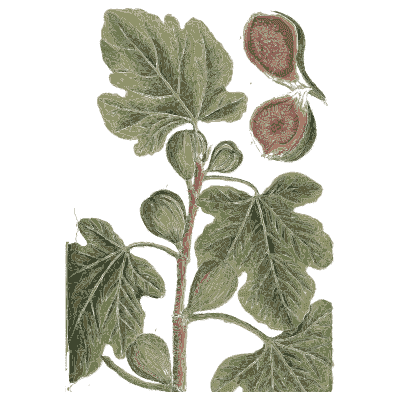 Fig - A Curious Herbal - 1737