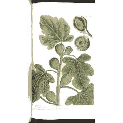 Fig branch with fruit - A Curious Herbal - 1737