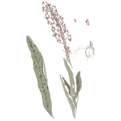 Bistort - A Curious Herbal - 1737