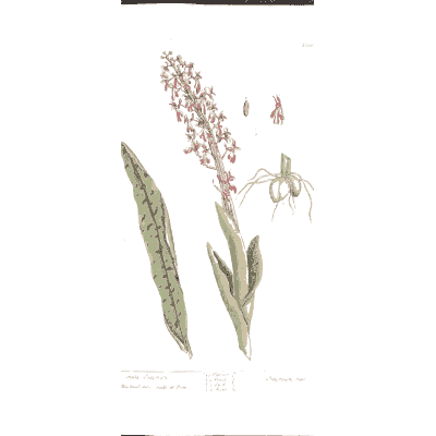 Early purple orchid - A Curious Herbal - 1737