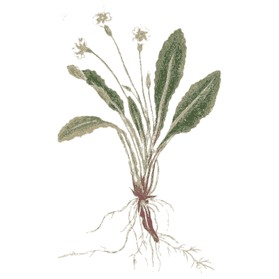 Rosette herb with red root - A Curious Herbal - 1737