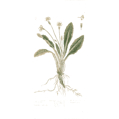 Rosette herb with white flowers 02 - A Curious Herbal - 1737