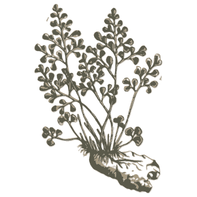 Fern with rounded leaflets - A Curious Herbal - 1737