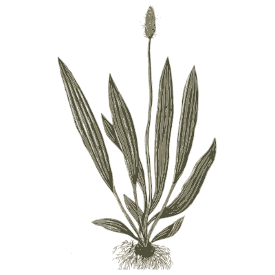 Ribwort plantain 02 - A Curious Herbal - 1737