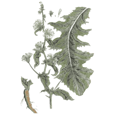 Chicory 03 - A Curious Herbal - 1737