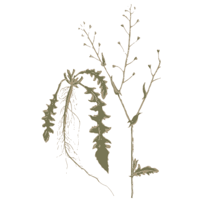 Dandelion like herb with root - A Curious Herbal - 1737